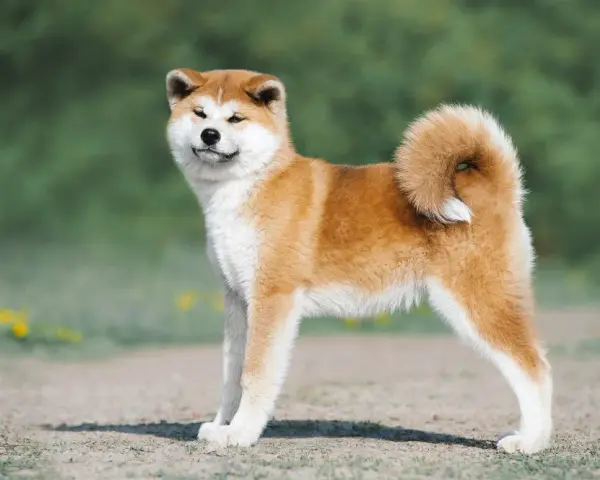 Akita Inu: Co jeść? Dieta idealna dla zdrowia i długiego życia psa