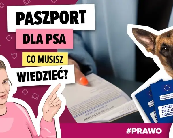 Paszport dla psa: od ręki, ale na podróż czekasz 21 dni!