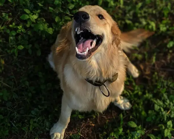 Golden Retriever: Koszty zakupu i utrzymania. Czy Cię na niego stać?