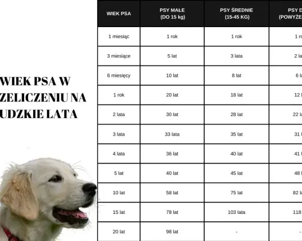 Labrador i Golden Retriever: Ile żyją? Zadbaj o ich długie lata!