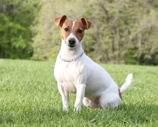 Jack Russell Terrier siedzący na trawie w słoneczny dzień, z drzewami w tle.