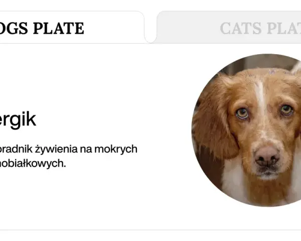 Portret psa z brązową sierścią i białymi znaczeniami, patrzącego wprost.
