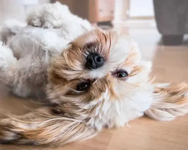 Uroczy szczeniak shih tzu leżący na plecach na drewnianej podłodze.