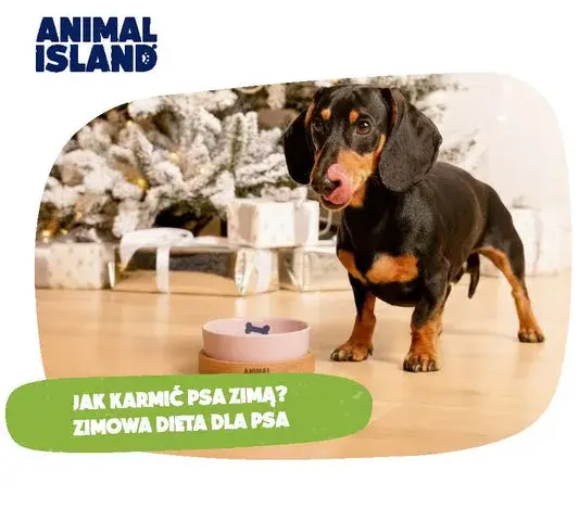 Twój pies pokocha! Jak gotować dla psa zdrowo i bezpiecznie?