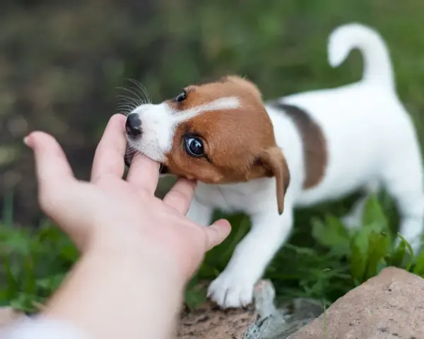 Szczeniak Jack Russell gryzie palec dłoni na tle zieleni.