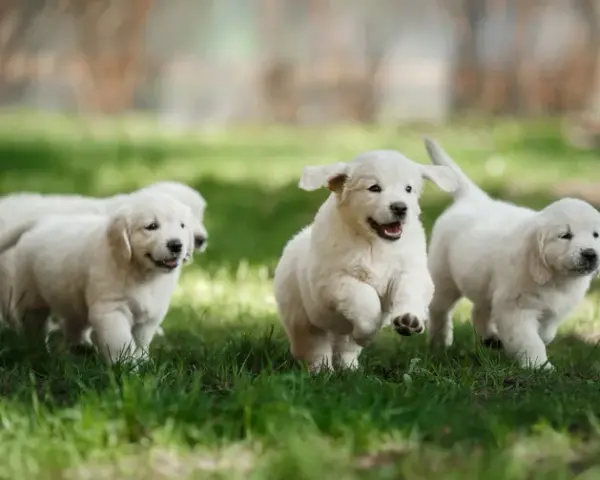 Gdzie kupić Golden Retrievera? Uniknij pseudohodowli! Poradnik