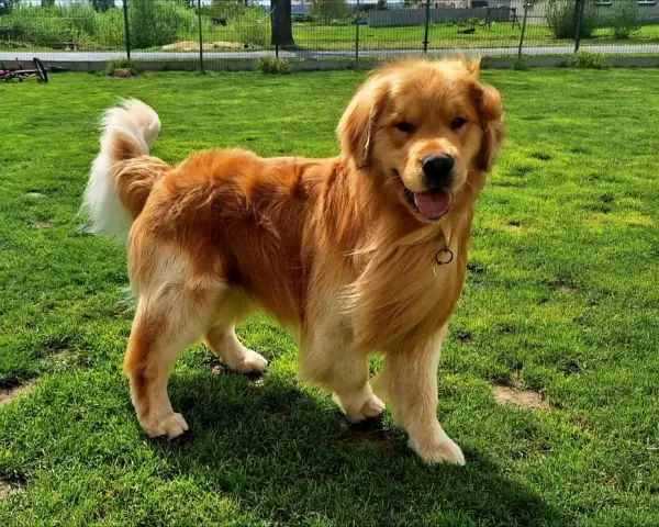 Golden retriever bez rodowodu: Pozorna oszczędność czy pułapka?