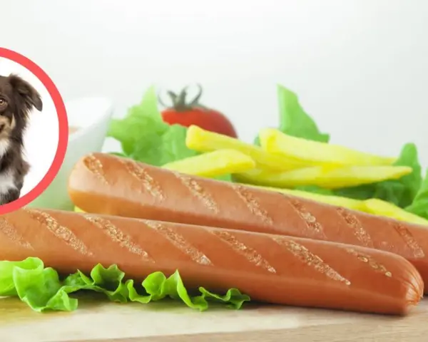 Czy pies może jeść parówki? Poznaj ukryte zagrożenia i bezpieczne smakołyki