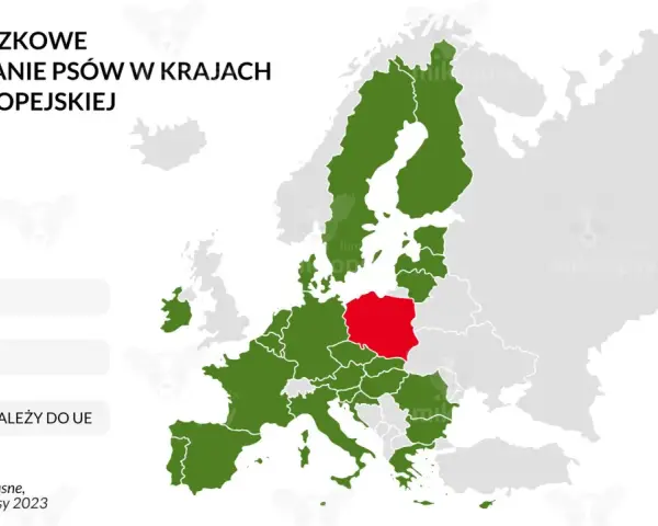Czipowanie psa: Po co, jak działa i co z nowym prawem od 2026?