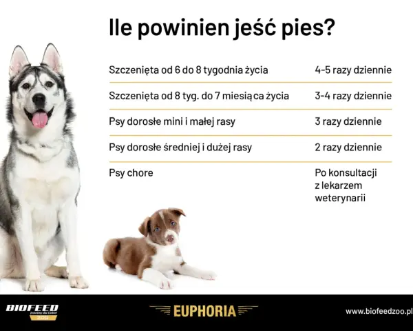 Ile posiłków dziennie dla szczeniaka? Optymalny plan żywienia