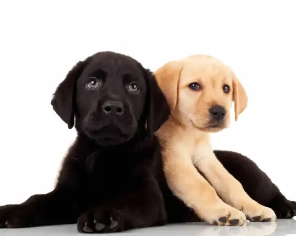 Dwa szczenięta labradora, czarne i beżowe, leżą obok siebie na białym tle.