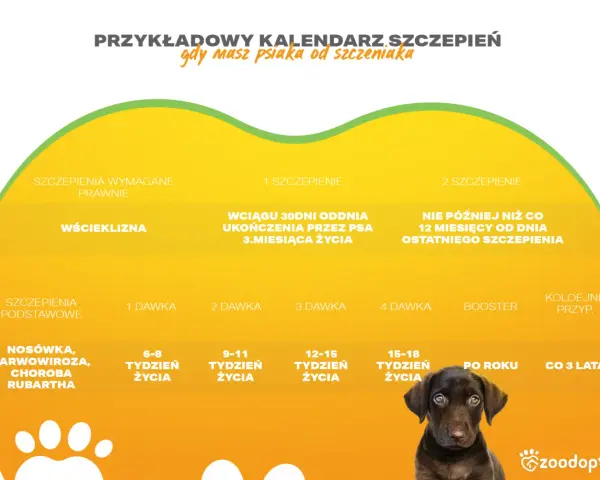 Szczepienia szczeniaka: Ile dawek i kiedy? Pełny kalendarz!