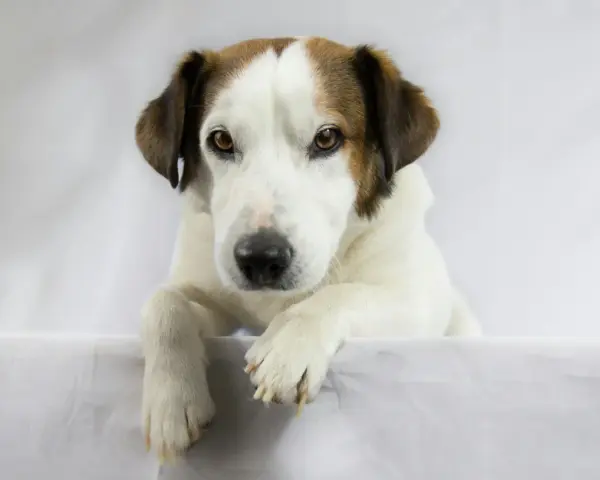 Pies rasy jack russell terrier z brązowymi łatami na głowie, leżący na białym tle.