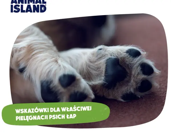 Szczeniak i kości: Dlaczego weterynarze mówią NIE? Poznaj prawdę!