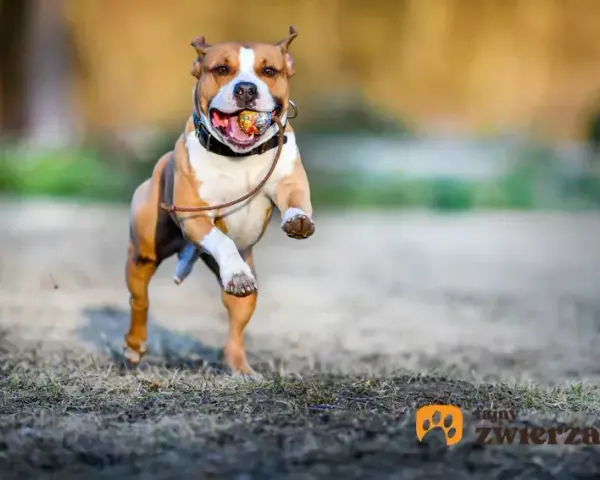 Amstaff: jak wychować przyjaciela, nie bestię? Poradnik