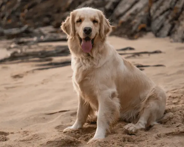 Golden Retriever: Kiedy naprawdę dorasta? Fizycznie i mentalnie.