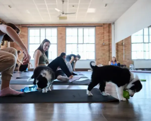 Gdzie na Puppy Yogę w Polsce? Pełny przewodnik!
