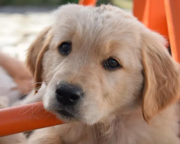 Żywienie szczeniaka Golden Retrievera: Klucz do zdrowych stawów