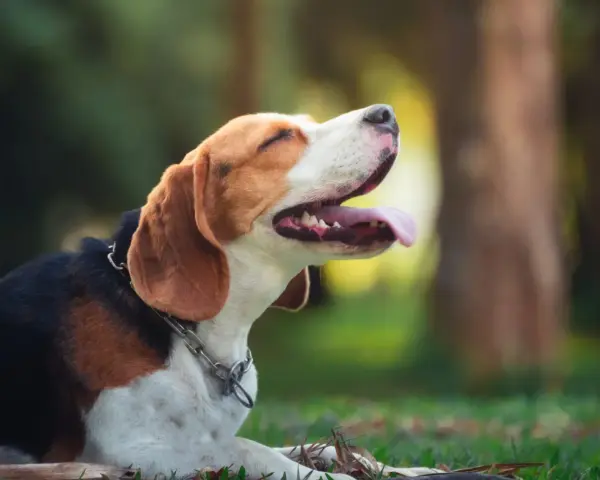 Szczeniak beagle leżący na trawie z otwartym pyskiem i wystawionym językiem.