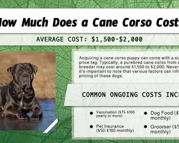 Ile kosztuje szczeniak Cane Corso? Poznaj realne ceny i ukryte koszty