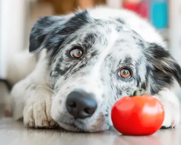 Pies rasy border collie leży obok czerwonego pomidora.
