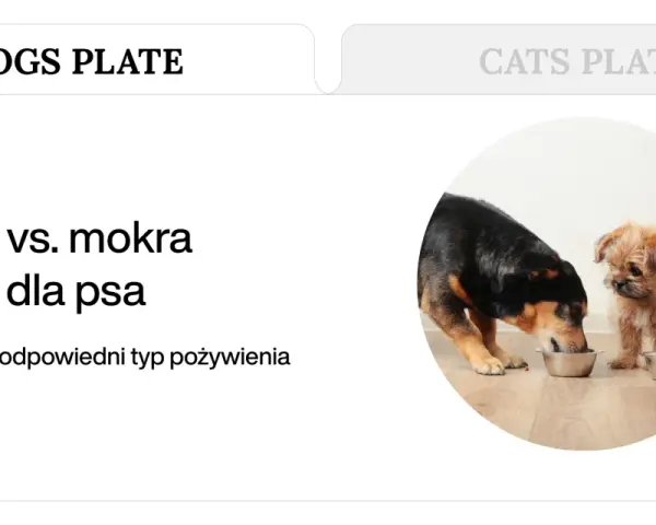 Karma dla psa: sucha czy mokra? Poznaj fakty i wybierz mądrze.