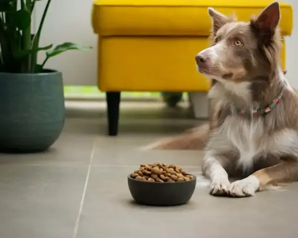 Jaka sucha karma dla psa? Wybierz idealną dla Twojego pupila!