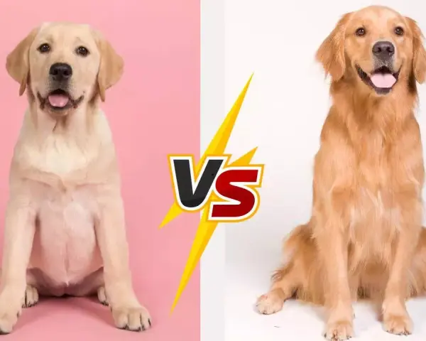 Labrador vs Golden Retriever: Który pies pasuje do Ciebie?