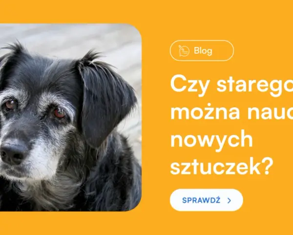 Jak wytresować dorosłego psa? Obal mity i rozwiąż problemy!