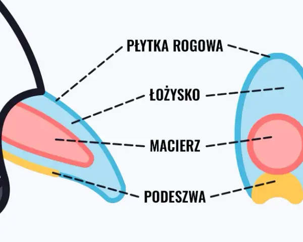 Kiedy obcinać pazury szczeniakowi? Zdrowe łapy, bez stresu!