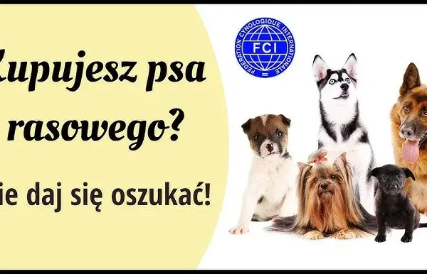 Jak kupić zdrowego owczarka niemieckiego? Uniknij pseudohodowli!
