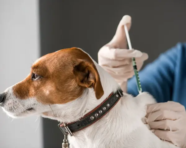 Weterynarz w rękawiczkach podaje zastrzyk małemu psu rasy Jack Russell Terrier.