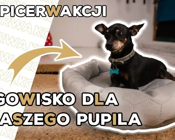 Poidło dla psa DIY: Zrób to sam! Proste instrukcje i porady eksperta
