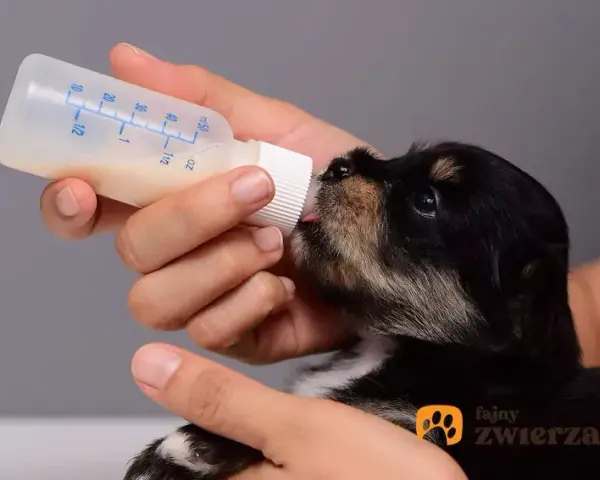 Mleko zastępcze dla szczeniąt: Jak karmić osieroconego malucha?