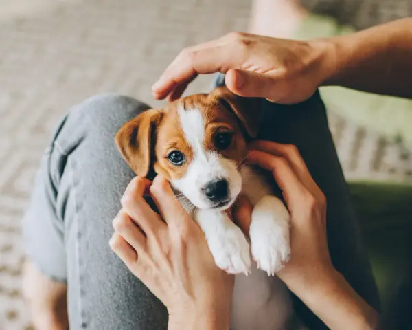 Uroczy szczeniak Jack Russell Terrier w rękach osoby, siedzący na kolanach.