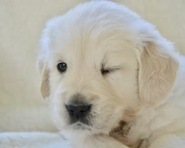 Uroczy szczeniak golden retriever mruży jedno oko na jasnym tle.