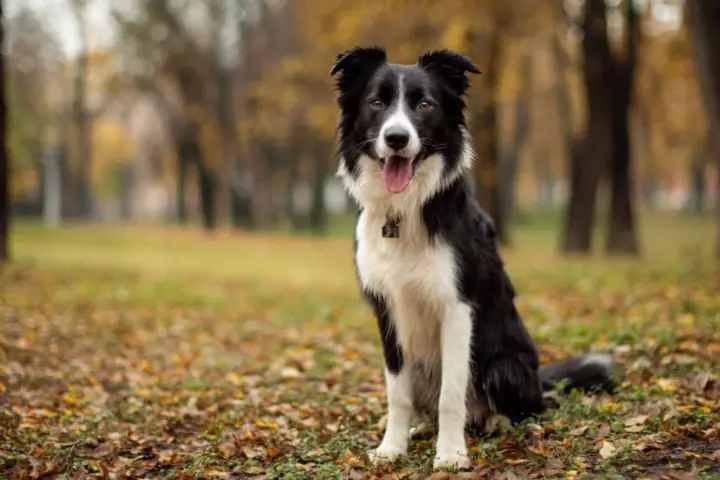 Czarno-biały border collie siedzi na tle jesiennego parku, z językiem na wierzchu.