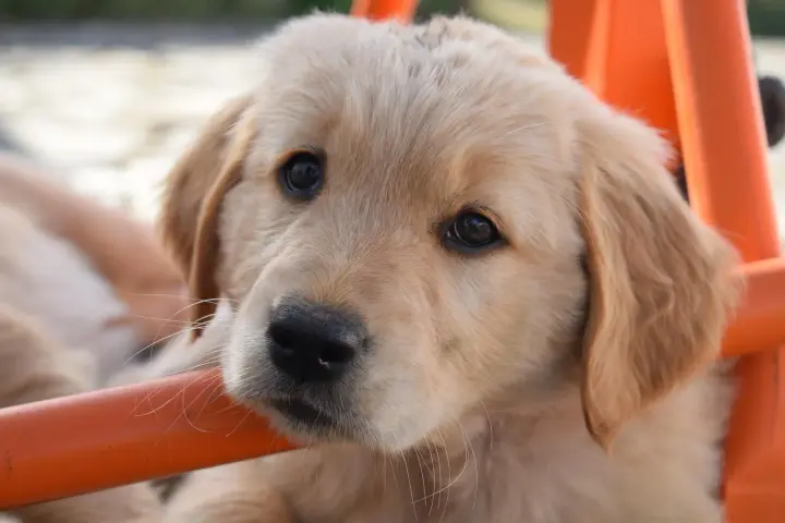 Żywienie szczeniaka Golden Retrievera: Klucz do zdrowych stawów