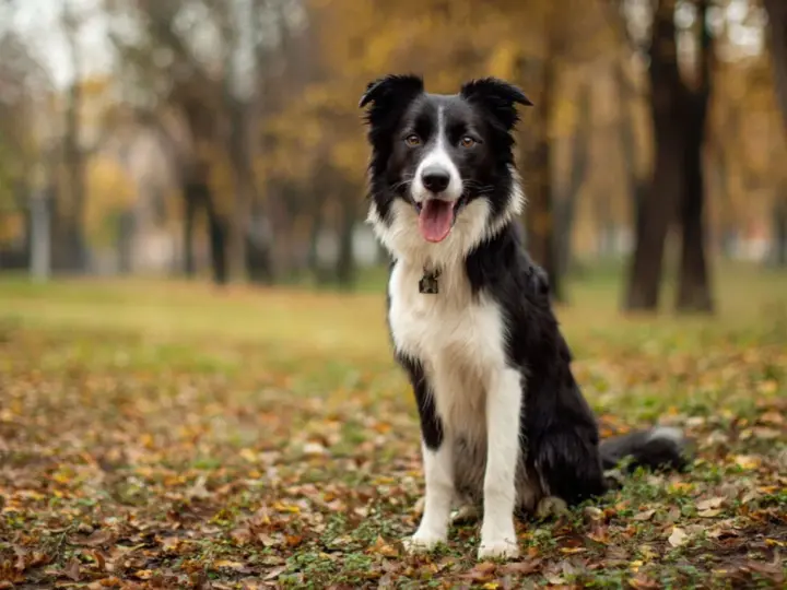 Czarno-biały border collie siedzi na tle jesiennego parku, z językiem na wierzchu.