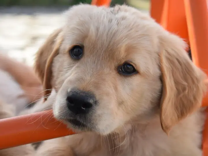Żywienie szczeniaka Golden Retrievera: Klucz do zdrowych stawów