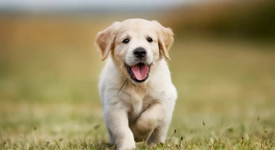 Ile żyją Golden Retrievery? Wydłuż życie psa: 10-12 lat to nie koniec!