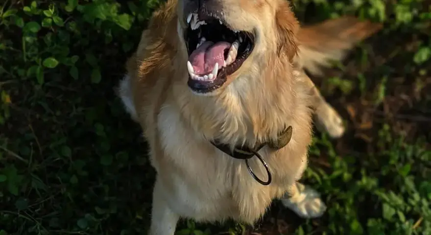 Golden Retriever: Koszty zakupu i utrzymania. Czy Cię na niego stać?