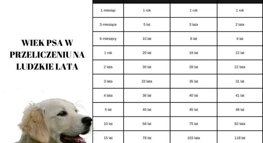 Labrador i Golden Retriever: Ile żyją? Zadbaj o ich długie lata!