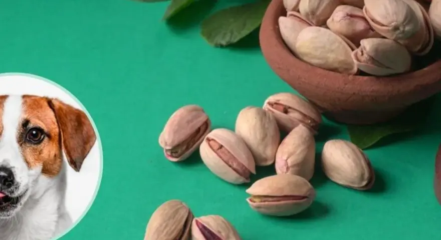Pistacje dla psa? Dlaczego weterynarz odradza i co podać zamiast.