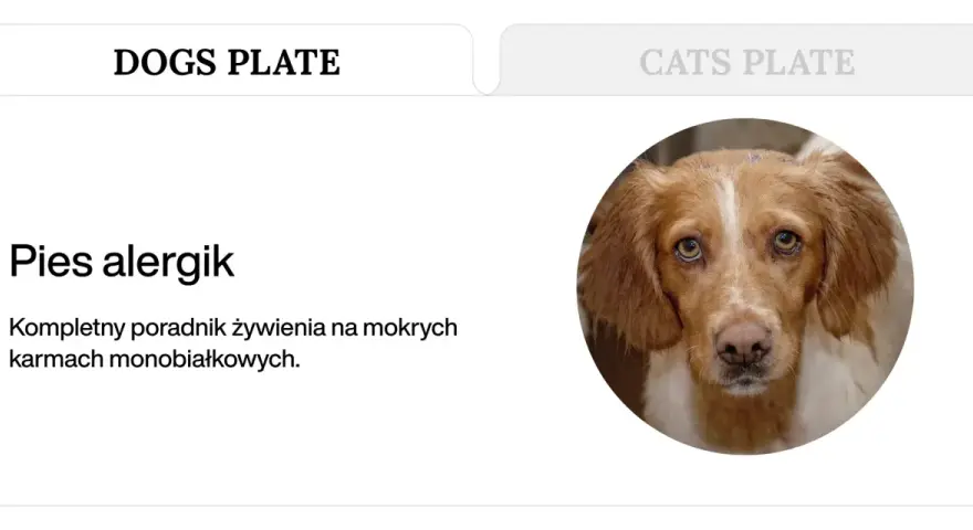 Portret psa z brązową sierścią i białymi znaczeniami, patrzącego wprost.