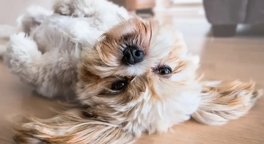 Uroczy szczeniak shih tzu leżący na plecach na drewnianej podłodze.