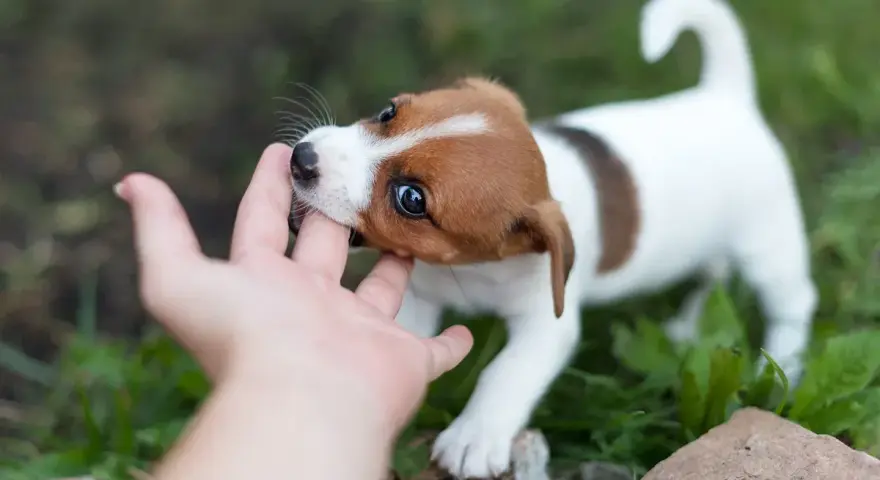 Szczeniak Jack Russell gryzie palec dłoni na tle zieleni.