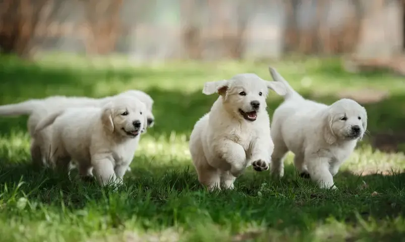 Gdzie kupić Golden Retrievera? Uniknij pseudohodowli! Poradnik