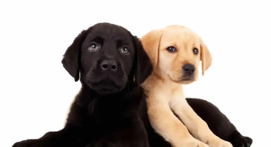 Dwa szczenięta labradora, czarne i beżowe, leżą obok siebie na białym tle.