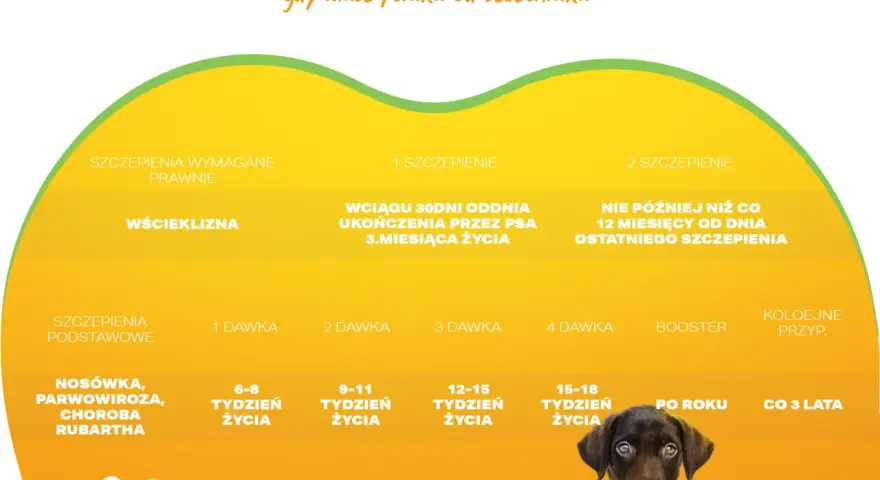 Szczepienia szczeniaka: Ile dawek i kiedy? Pełny kalendarz!